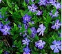 Vinca minor